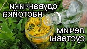 Настойка одуванчика на водке: применение и свойства в Кира Пластинина
