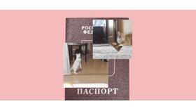Ребенок потерял паспорт: порядок действий в Кира Пластинина